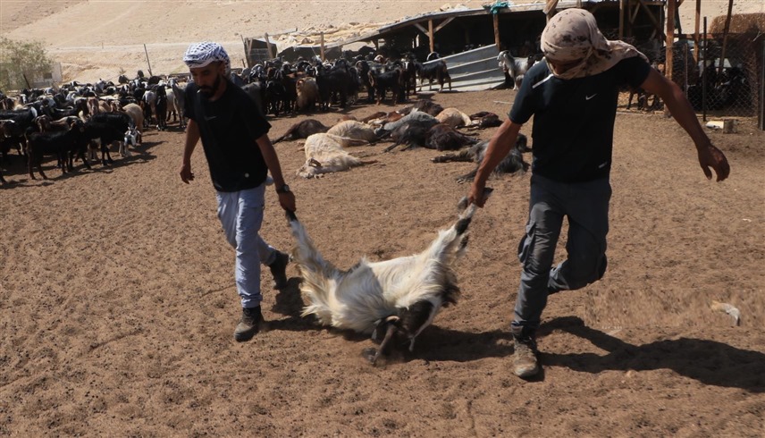 فلسطينيان ينقلان أغناماً نافقة بعد تسميمها في الخليل (وفا)