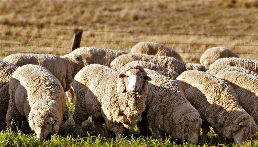 أغنام (أرشيفية)