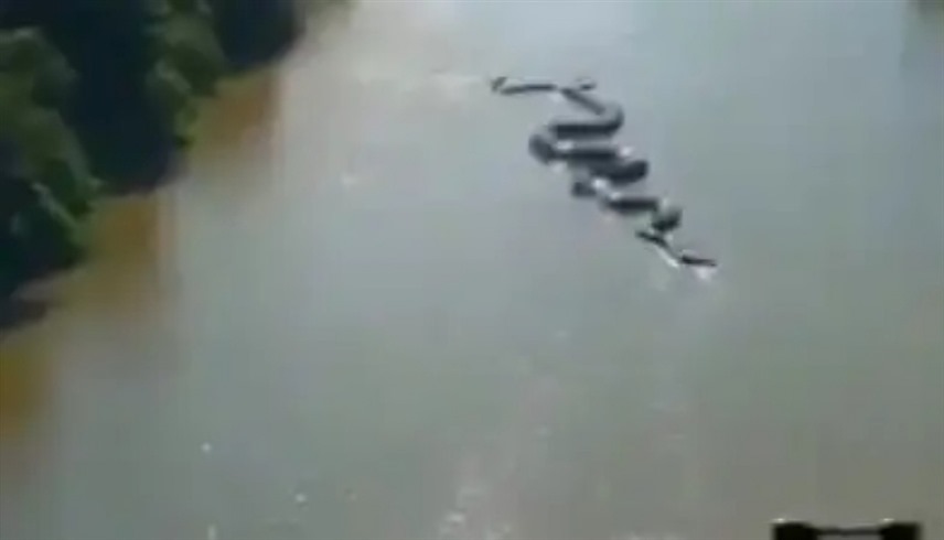 أناكوندا "أرشيفية"