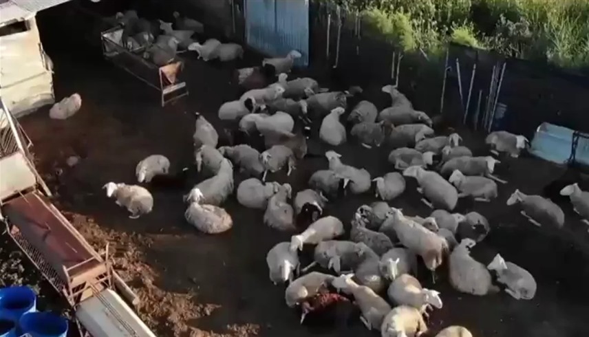 فضيحة لحوم في إسبانيا 