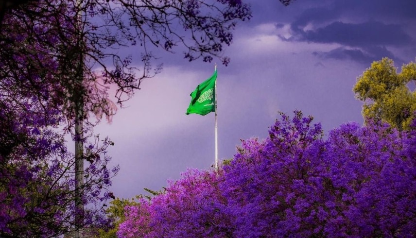 الجاكراندا/ أبها/ المملكة العربية السعودية "أرشيفية"