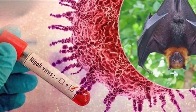 حقائق أساسية عن فيروس نيباه.. ونصائح ذهبية للمسافرين إلى الدول الموبوءة