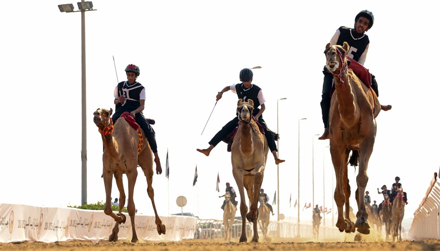 سباق الهجن (وام) 