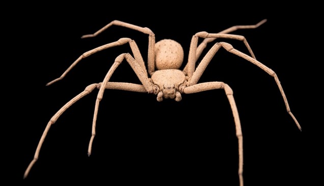 منها ذو "الست عيون".. أخطر 10 عناكب في العالم 