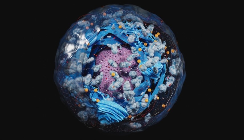 ما تبدو عليه الخلية داخلياً