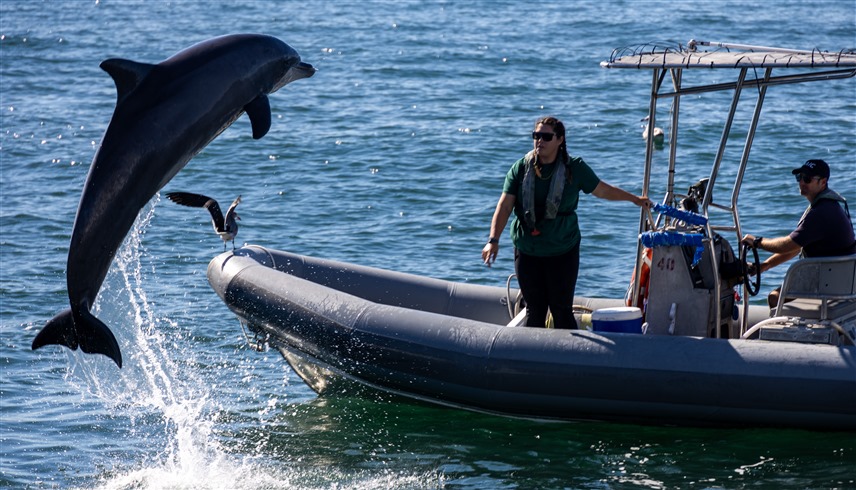 برنامج تدريب الثديات البحرية التابع للبحرية الأمريكية (الجيش الأمريكي)