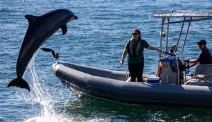 من التكنولوجيا إلى الدلافين.. أدوات إزالة الألغام في مضيق هرمز