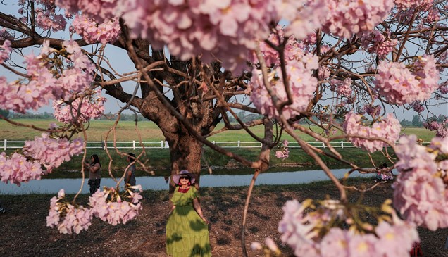 أشجار التابوبيا الوردية في تايلاند